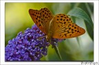 farfalla