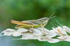 euchorthippus-declivus euchorthippus-declivus