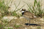 Corriere piccolo (Charadrius dubius)