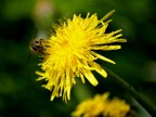 fiore di tarassaco a sorpresa