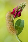 Diaphora Mendica