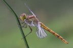 Sympetrum striolatum, Sympetrum striolatum,