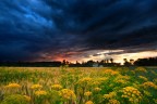 Fiori gialli al tramonto