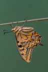 Papilio machaon