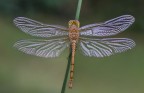 Sympetrum striolatum &quot;La Trama alare&quot;