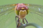 Sympetrum striolatum &quot;il ritratto&quot;