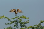 falco di palude
