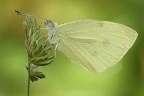 Pieris