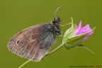 Coenonympha pamphilus (Linnaeus, 1758) (Lepidoptera - Satyridae)

www.rossidaniele.com

Canon EOS 7D + Sigma 180mm f/3.5 EX DG HSM Macro
f11 - 1/8 - ISO 200
02.06.2013 ore 7.13
Suggerimenti e critiche sempre ben accetti
[url=http://www.rossidaniele.com/HR/_MG_3394copia-mdc-1500.jpg]Versione HR[/url]