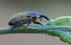 Curculionidae...
