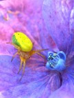 Nel viola