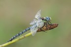 Aeshnidae