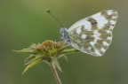 Pontia edusa
