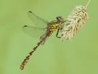 Onychogomphus uncatus male (Charpenteire, 1840)