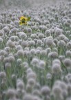 to be different