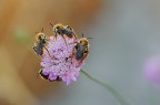 Nel pianeta delle api