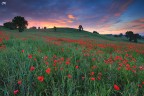 Poppies landscape