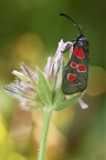 Zygaena Carniolica