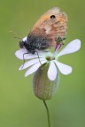 Fiore Bianco