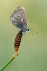 licenide vissuta