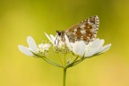Pyrgus carthami