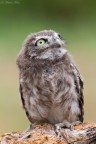 canon eos 7D sigma 120/400 iso 800 f/8 1/160sec mano libera

versione HD: http://img547.imageshack.us/img547/5372/yqpj.jpg