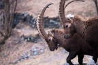 Nikon D5000, Nikon AF-S DX 55-200mm f/4-5.6 G VR, 1/100 f/5.6, ISO 500, mano libera. 

Suggerimenti e critiche sempre ben accetti!