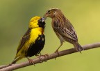 Tenderness