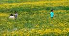 Prato Giallo