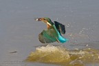 Martin a pesca