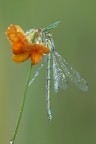 Coenagriom scitulum femmina
