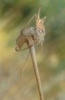Cricket gold