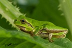 Raganella