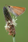 Thymelicus sylvestris