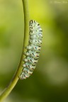 canon EOS 7D canon macro 100 2.8 f/8 1/200sec  iso 100 cavalletto