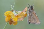 La bellezza della natura  &quot;Thymelicus  lineola&