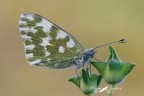 Pontia edusa (Fabricius, 1777)