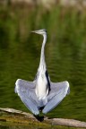 Airone cenerino (Ardea Cinerea) in simpatica posa mentre asciugava le ali sotto al sole del primo mattino.