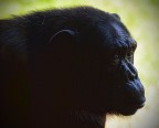lo sguardo molto eloquente di uno scimpanz dello zoo di Roma. L'atmosfera cupa e buia del viso che contrasta con la luce e il colore di una natura reclusa a sottolineare una condizione da ergastolano...