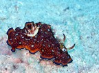 Nudibranco