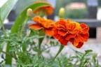 Durante una passeggiata ho provato a fare i miei primi scatti ai fiori,  ancora difficile trovarne dalle mie parti e il primo  stato lui *_*