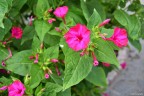 Primi scatti di fiori...
