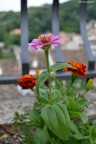 In mezzo a tanti piccoli fiori spuntava lei...