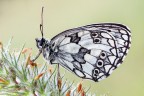 Melanargia pherusa (Boisduval, 1833)
