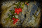simply red