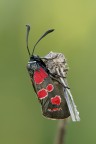 Zigaena Carniolica