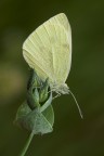 Pieris