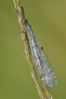 Distoleon Tetragrammicus