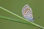 Plebeius idas
