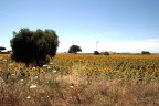 Paesaggio di maremma